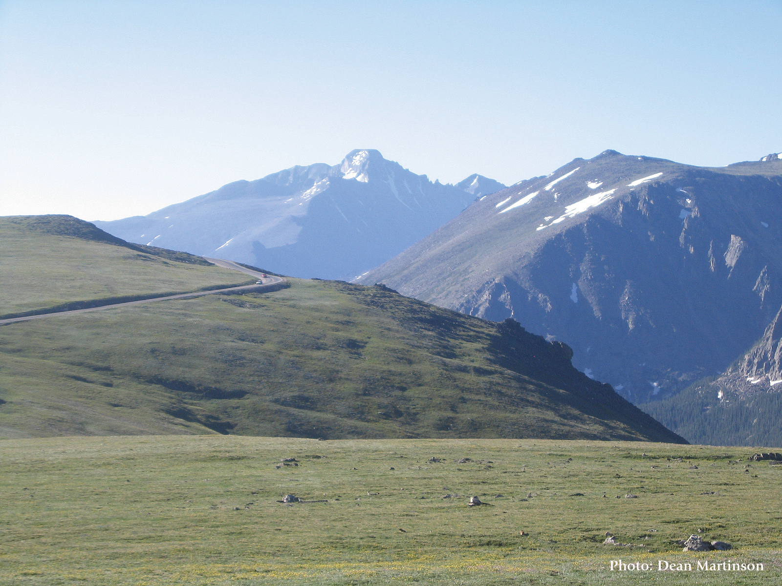 Wildlife grazing on the alpine tundra beside Trail Ridge Road