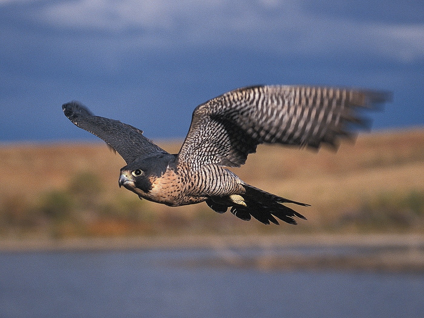 A peregrine falcon in flight over a blurred landscape with water and hills in the background.