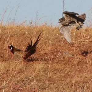 A hawk swoops low over a dry grassy field, closely pursuing a pheasant running ahead.