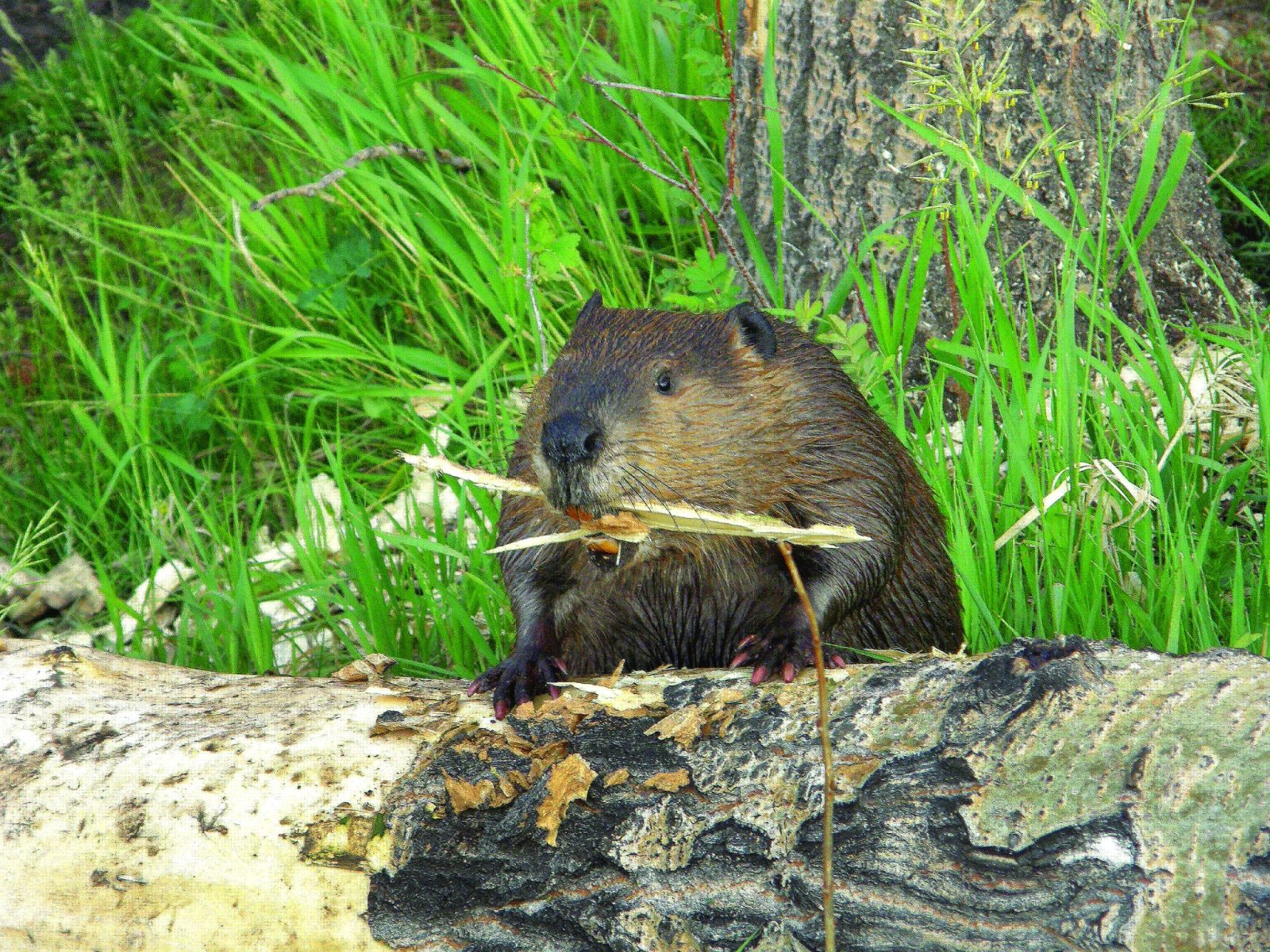 A beaver sits on a fallen tree trunk, holding a stick in its mouth, surrounded by green grass and plants. PC: Joan Nesselroad