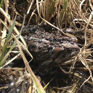 A brown, bumpy toad sits among dry grass and shallow water, partially camouflaged by its surroundings.
