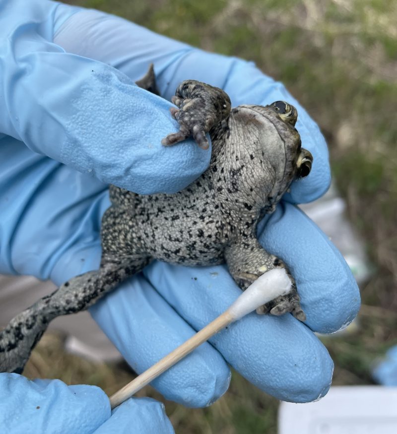 A person wearing blue gloves holds a toad while swabbing its underside with a cotton swab, likely for scientific or medical sampling.