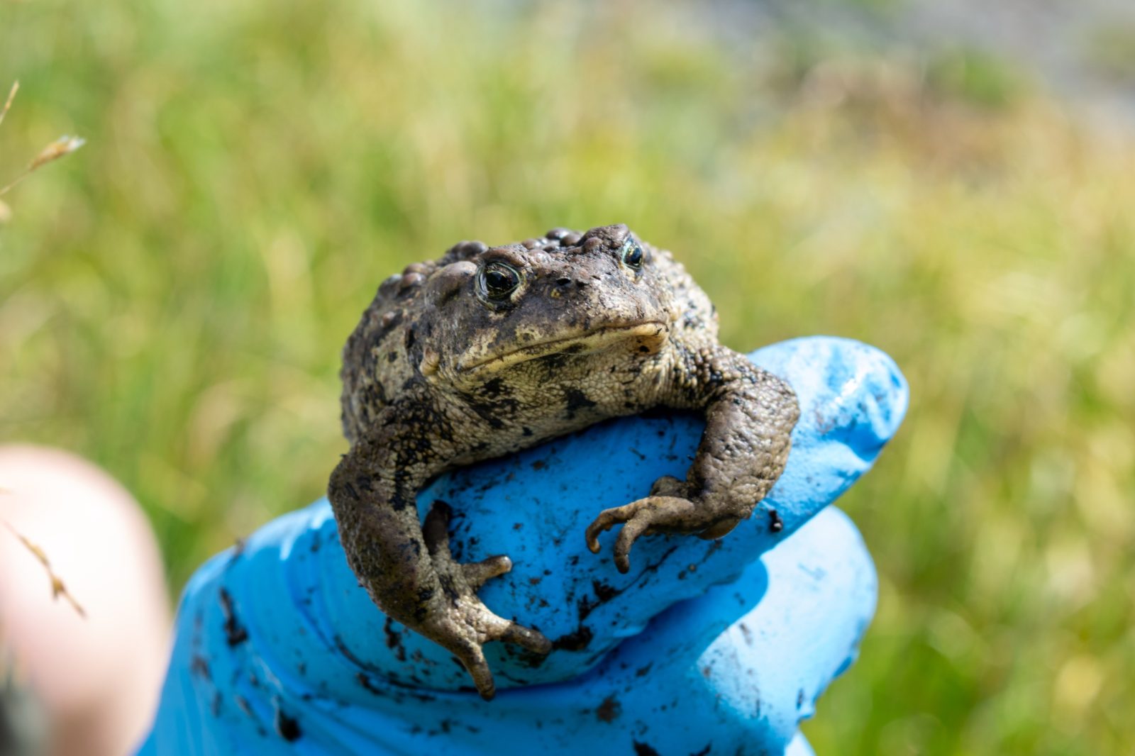 A person wearing a blue glove holds a large toad outdoors with grass visible in the background.