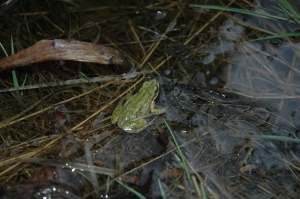 A small green frog sits on wet grass and reeds near the edge of a shallow body of water.