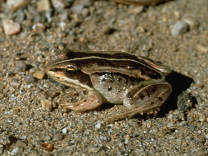 A small brown frog with dark stripes and spots sits on sandy, pebbled ground.