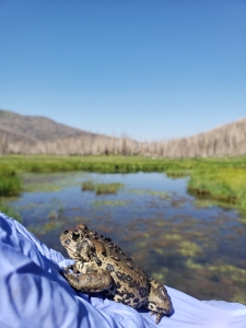 A person wearing a blue glove holds a spotted toad near a marsh with green vegetation and distant bare trees under a clear blue sky.