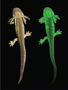 Two juvenile salamanders side by side; the left is brown and the right glows green under fluorescent light, both shown on a black background.