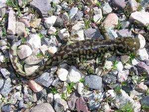 A marbled salamander with green and brown markings lies on a rocky ground with scattered small plants.