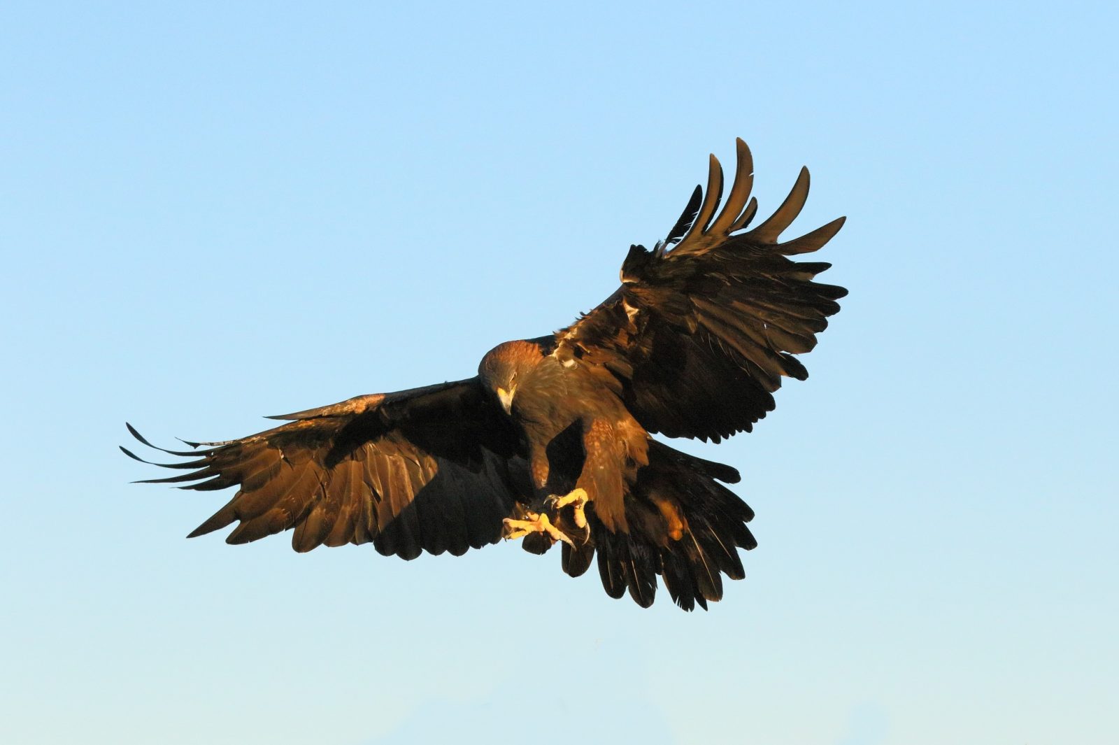 A large dark bird of prey with outstretched wings and talons extended is flying in a clear blue sky.