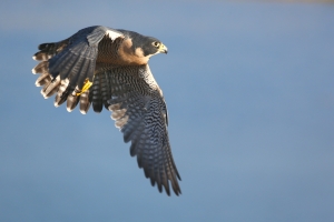 A peregrine falcon in mid-flight with wings fully extended against a clear blue sky.