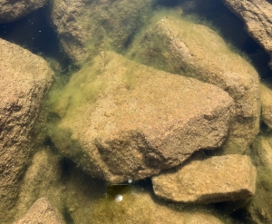 Large brown rocks underwater with sunlight reflecting on the water's surface.