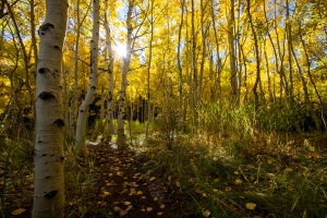 A forest path lined with tall trees featuring yellow autumn leaves, with sunlight streaming through the branches.