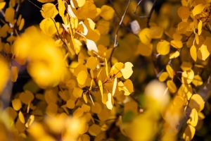 Close-up of tree branches with numerous round, yellow leaves, likely in autumn, with sunlight illuminating the foliage.