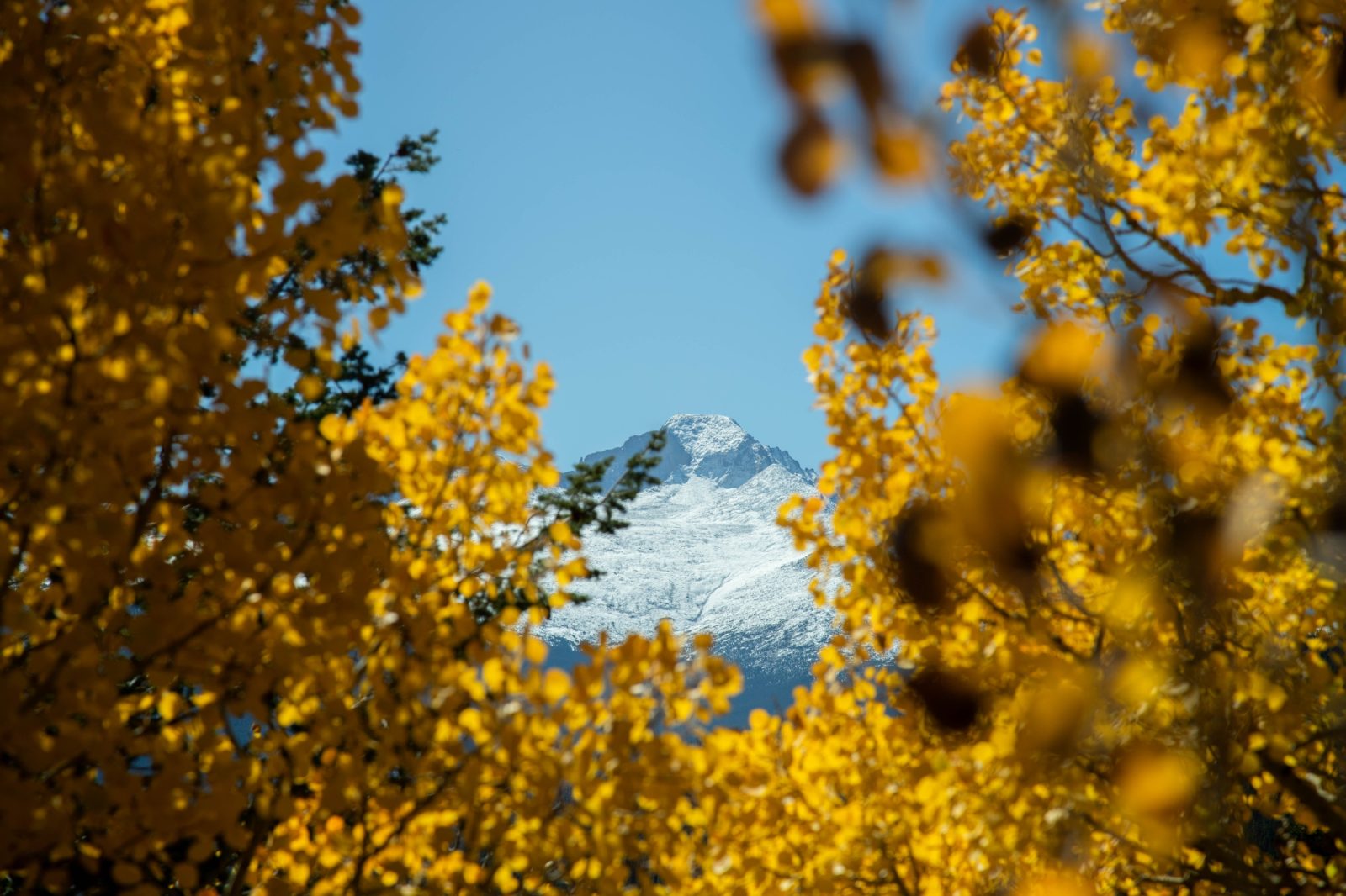 Snow-covered mountain peak framed by branches of yellow autumn leaves under a clear blue sky.