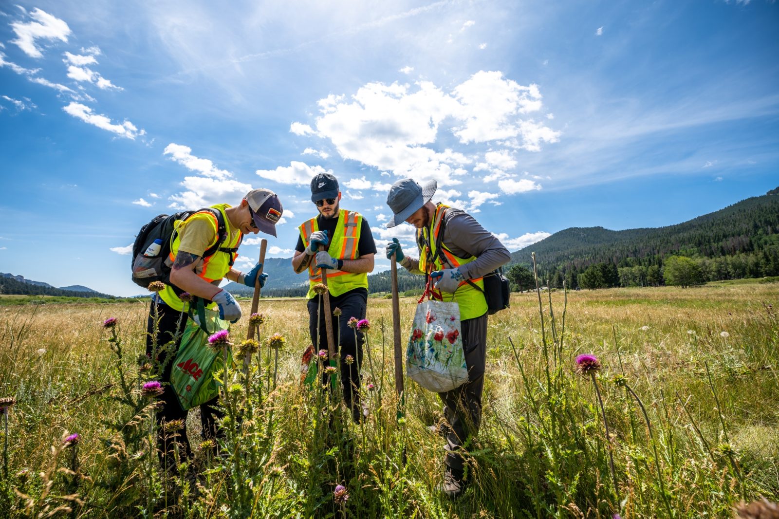 Three people wearing safety vests and gloves remove invasive plants from a grassy field under a sunny sky with mountains in the background.