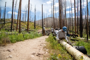 Several people wearing protective gear clear fallen logs and debris along a dirt trail in a forested area with many burnt trees.