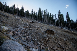 Rocky hillside with scattered boulders and loose soil, bordered by a dense forest of tall pine trees under a clear blue sky.