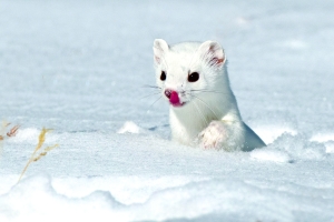 A white ermine peeks out from deep snow, with its tongue extended and touching its nose.