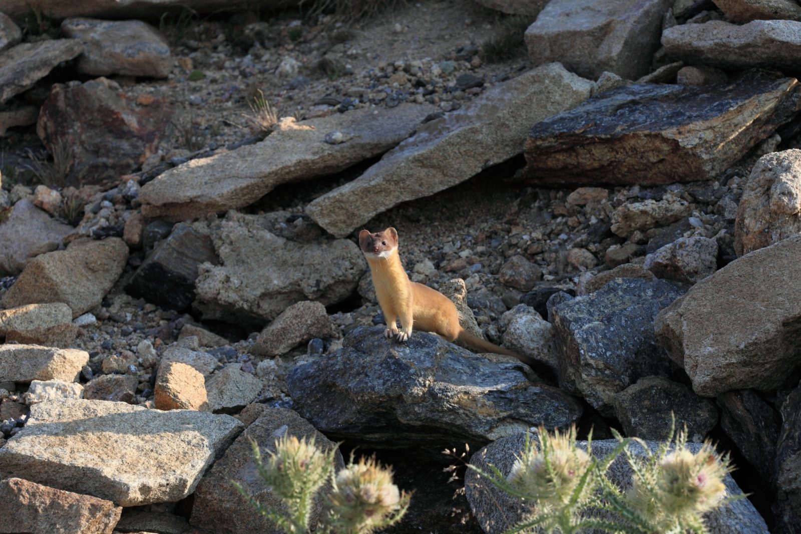 Meet the long-tailed weasel: A cute but ferocious critter