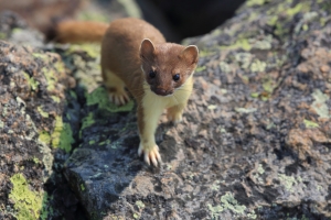 A small brown and white weasel stands on a mossy rock, looking directly at the camera.