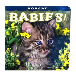 Bobcat Babies