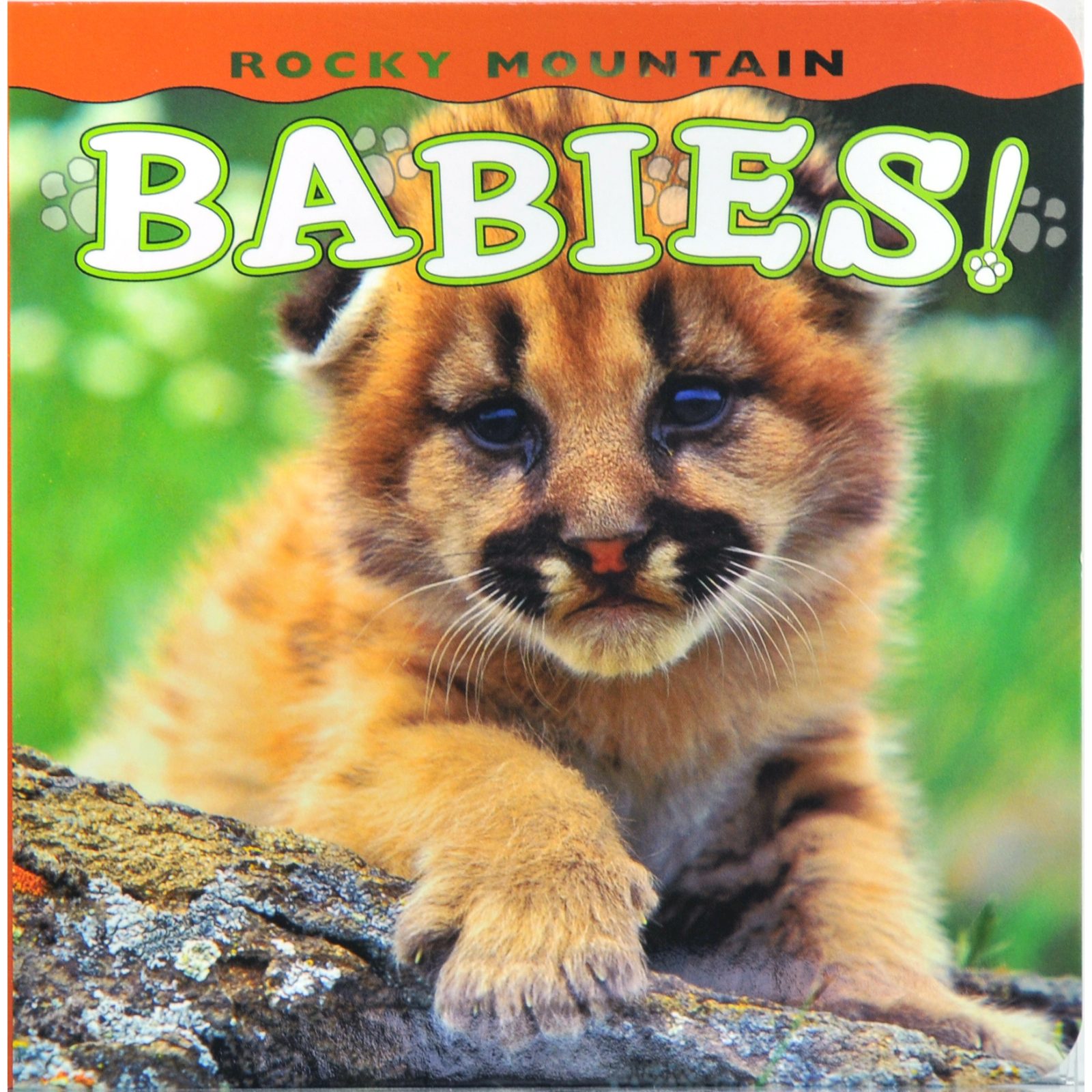 Rocky Mountain Babies