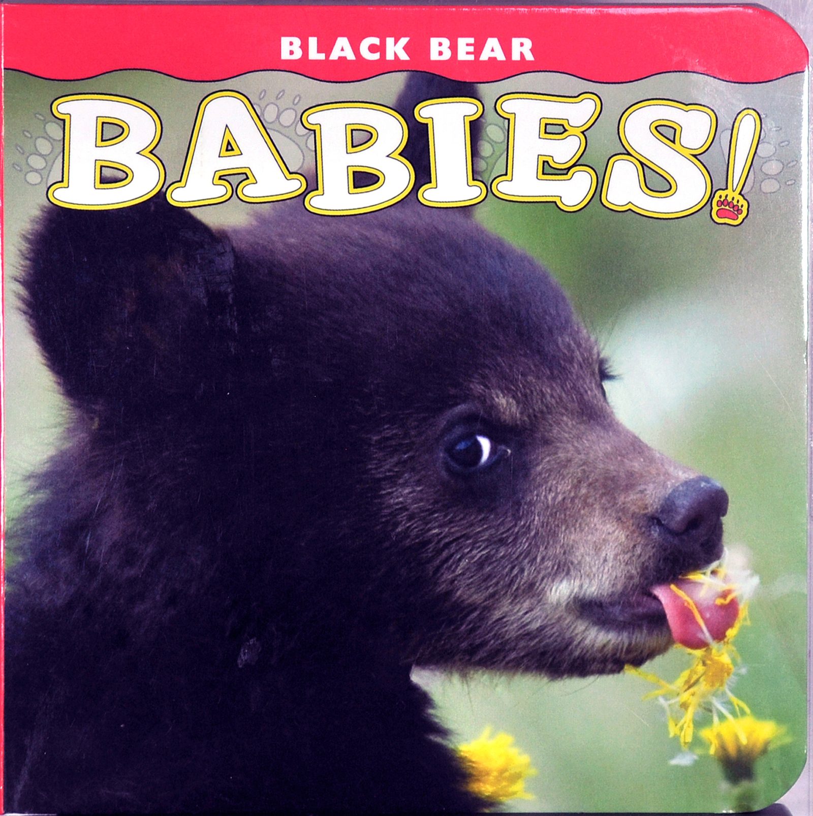 Black Bear Babies
