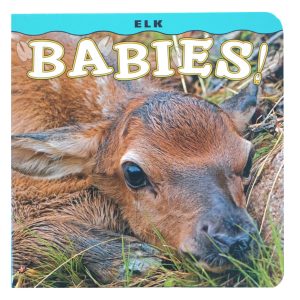 Elk Babies