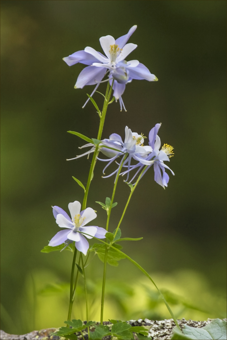 Pale blue Colorado columbine flowers bloom beside Old Fall River Road.