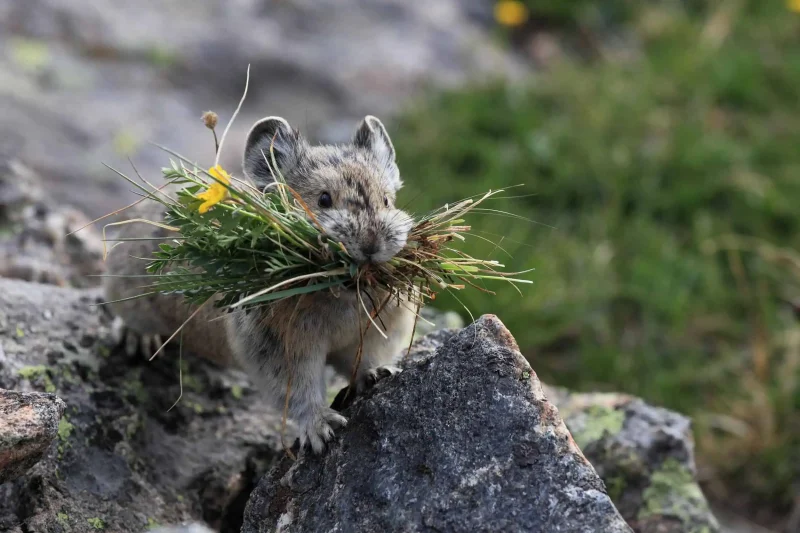 American pika carrying grasses and wildflowers among alpine rocks