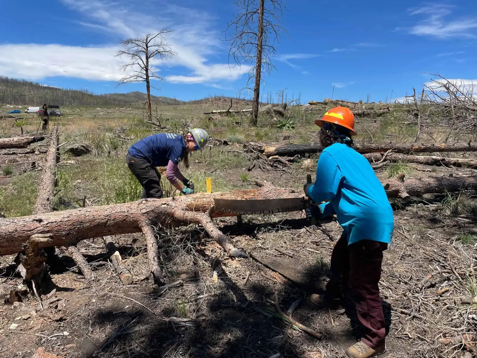 Conservation Corps crew members sawing a fallen log in a burned area