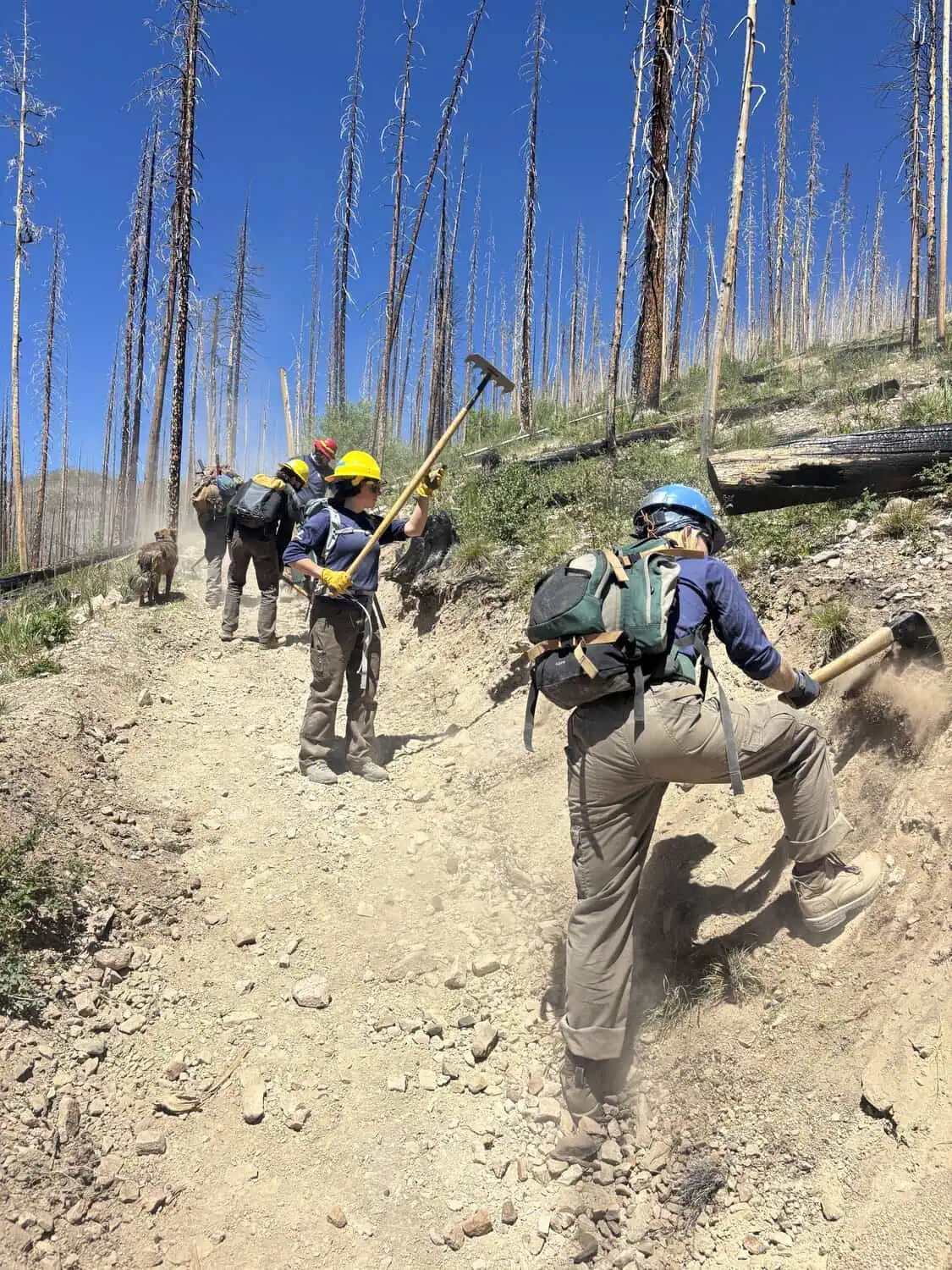 Conservation Corps crew members hiking with trail tools through a burned forest