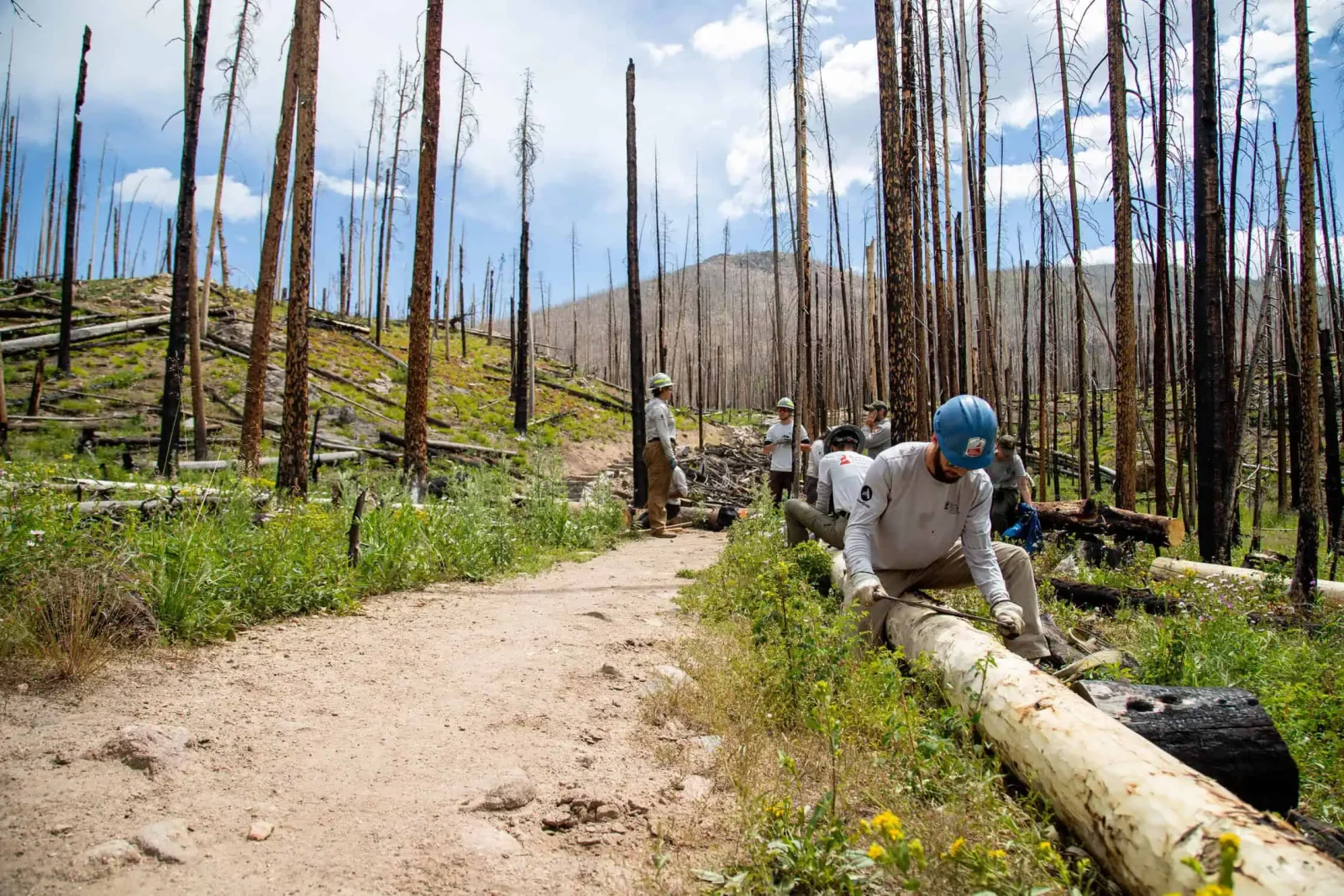 Conservation Corps crew member working beside a fallen log in a burned forest