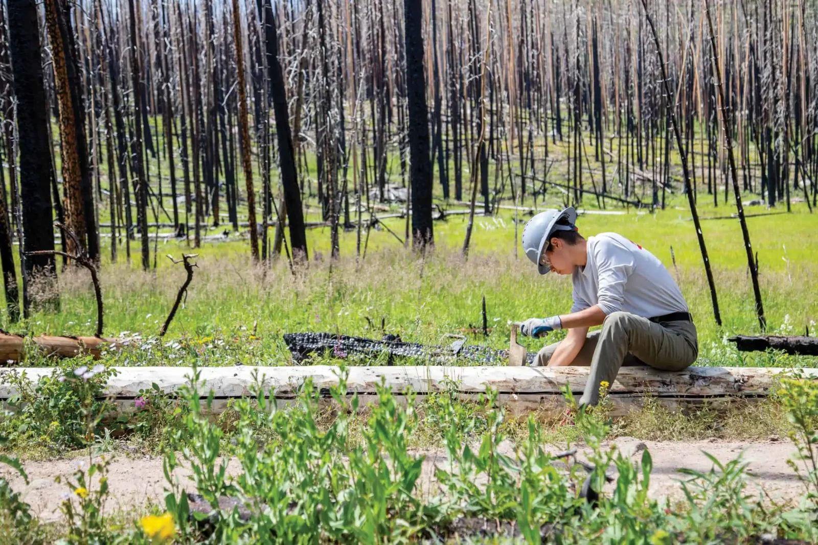 Conservation Corps crew member clearing vegetation in a burned forest
